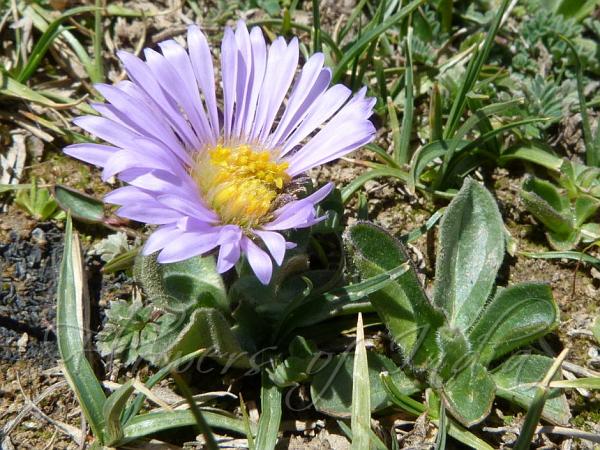 Weak Violet Aster