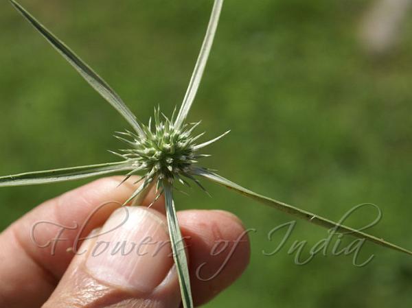 West-Asian Sea Holly