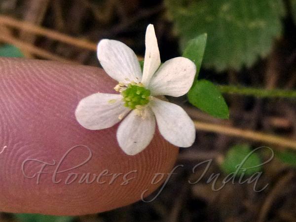 West-Himalayan Anemone