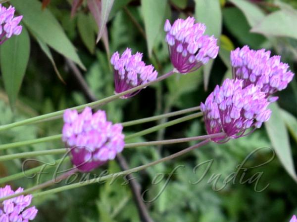 West-Himalayan Onion