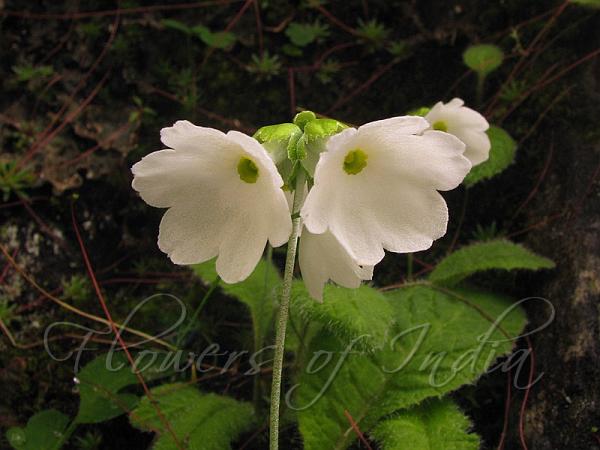 West-Himalayan White Primrose