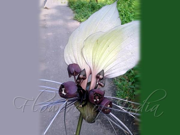 White Bat Flower