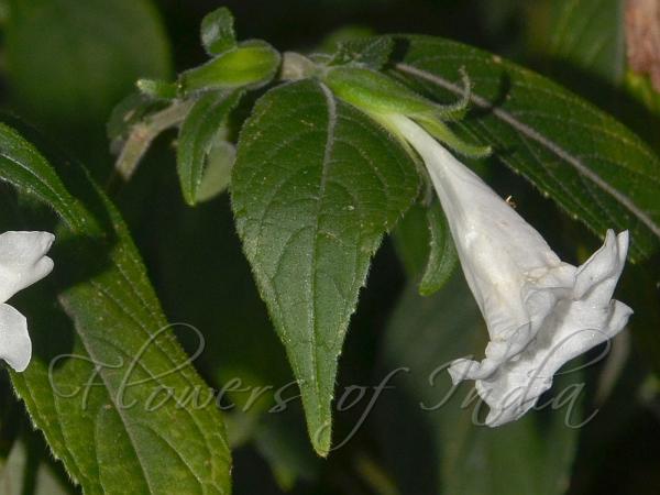 White East-Himalayan Coneflower