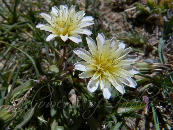 White Himalayan Dandelion