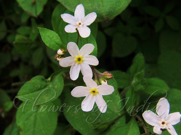 White Himalayan Lungwort