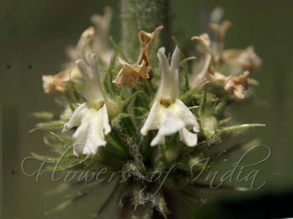White Horehound