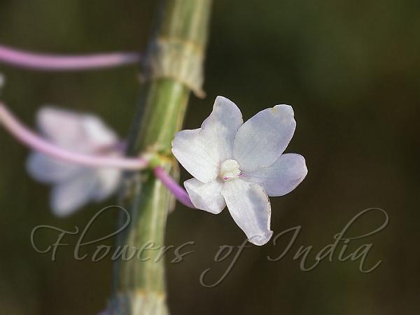 White Konkan Dendrobium