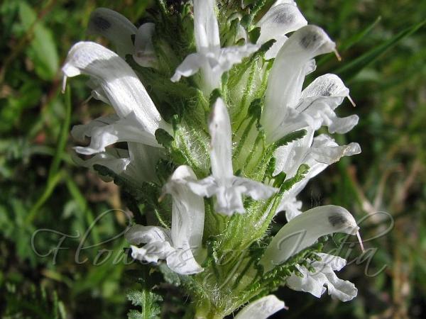 White Lousewort