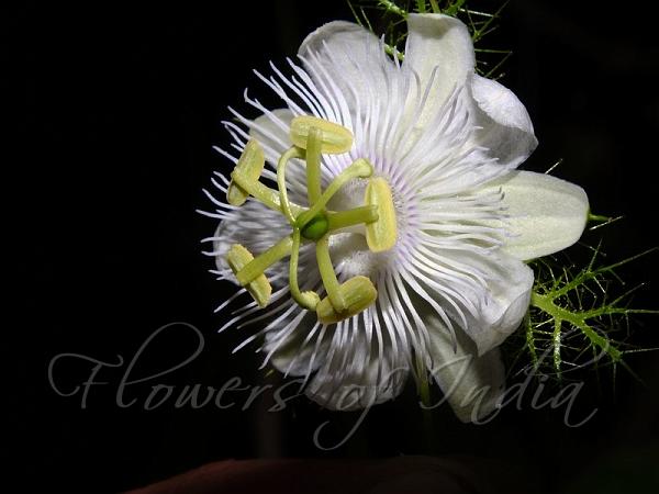 White Love in a Mist