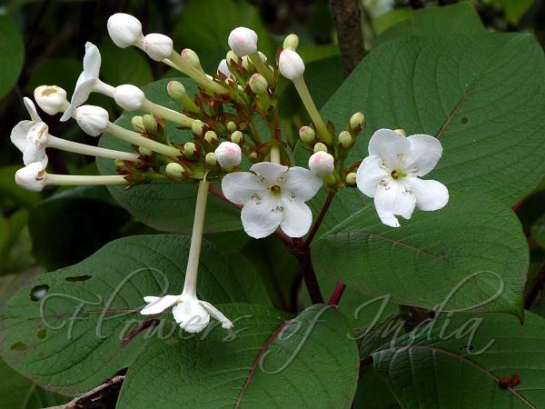 White Luculia