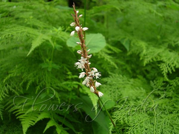 White Mountain Fleeceflower
