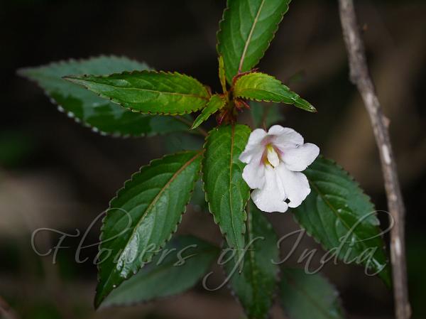 White Nilgiri Balsam