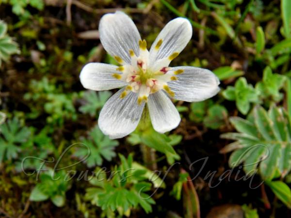 White Rock Anemone