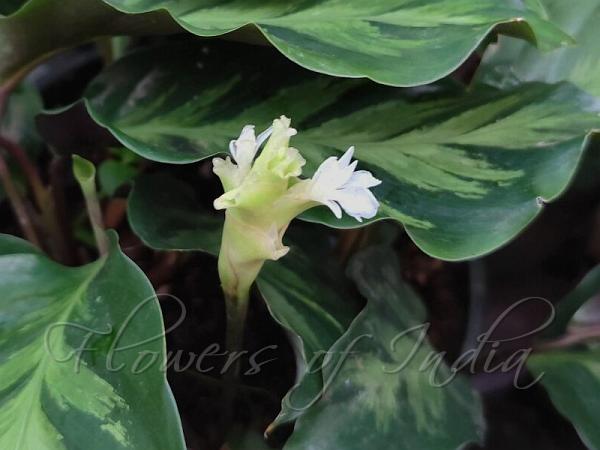 White-Flowered Calathea