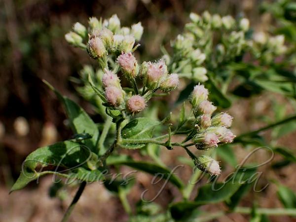 White-Flowered Fleabane