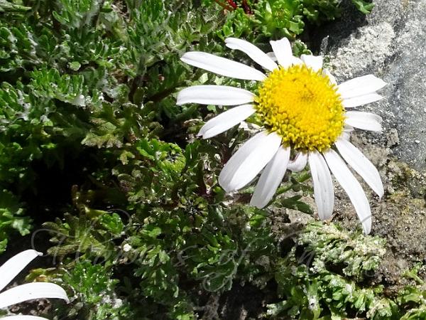 White-Leaf Ground Daisy