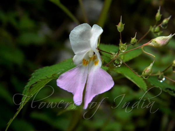 White-Pink Balsam
