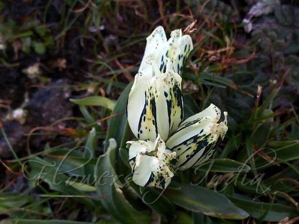 Whitish Gentian