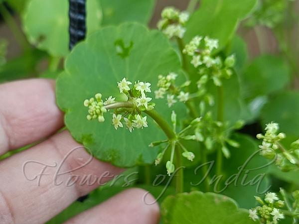 Whorled Marsh-Pennywort