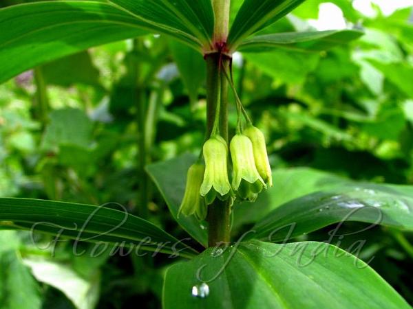 Whorled Solomon's Seal