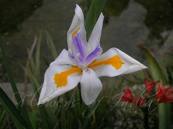 Wild Iris