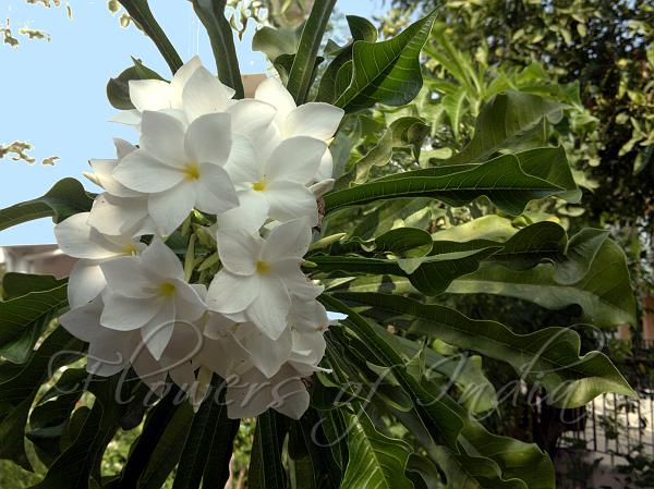 Wild Plumeria