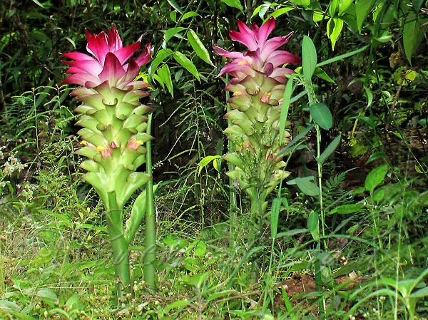 Wild Turmeric