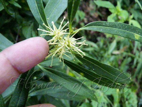 Willow-Leaf Sweet-Box