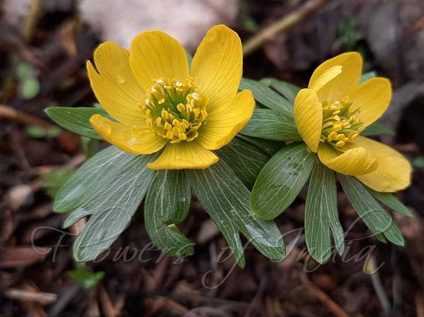 Winter Aconite