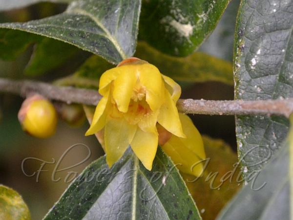 Wintersweet