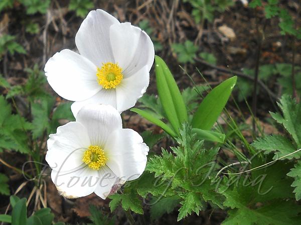 Wood Anemone