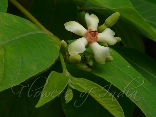 Woolly Dyeing Rosebay
