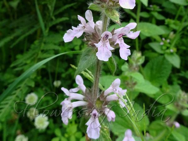 Woolly Woundwort