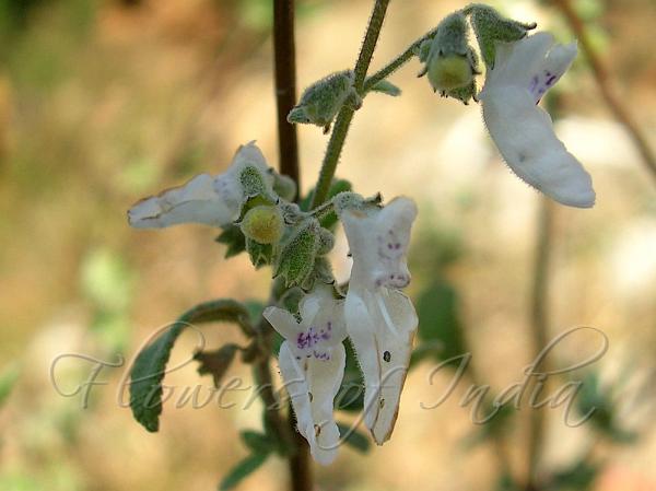 Wrinkled Leaf Isodon