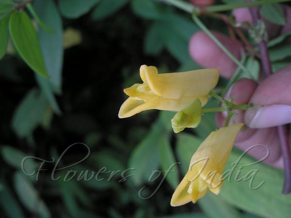 Yellow Bleeding Heart