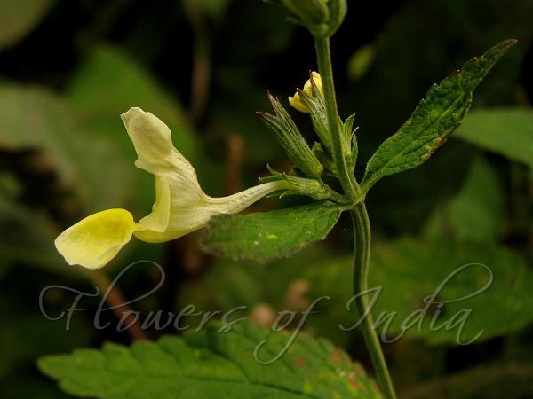 Yellow Catmint