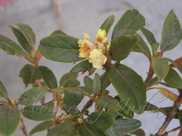 Yellow Dwarf Rhododendron