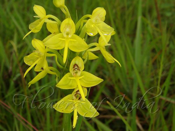 Yellow Eastern Habenaria