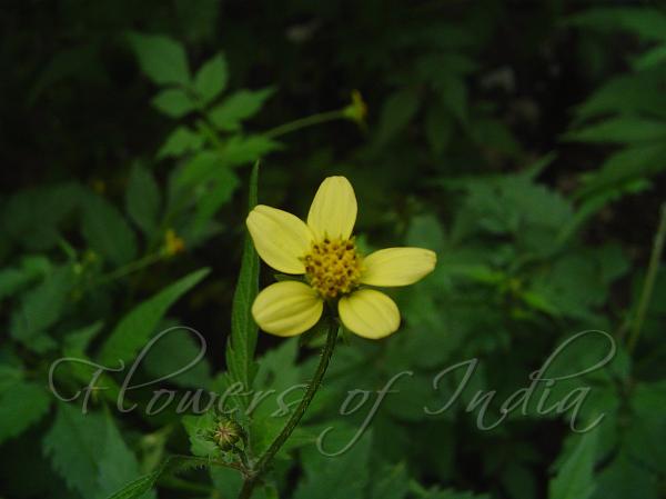 Yellow Flowered Blackjack