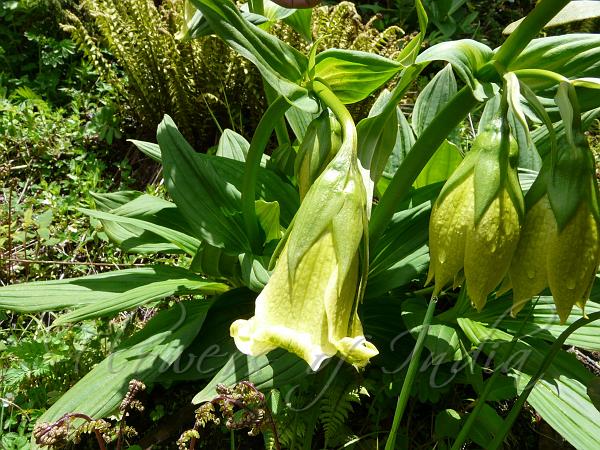 Yellow Gentian Lily