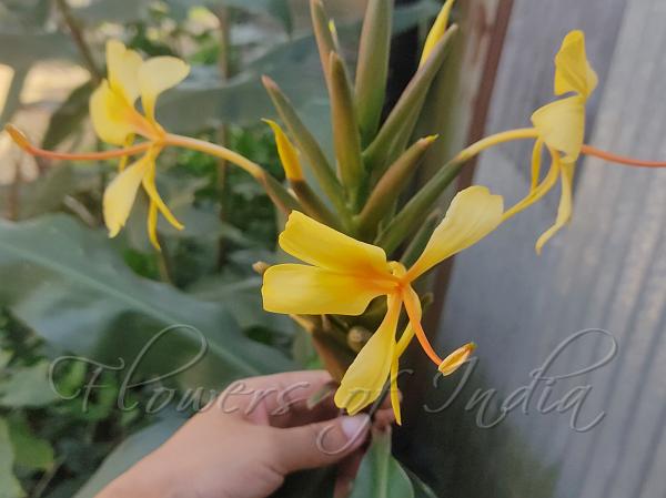 Yellow Ginger Lily