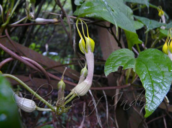 Yellow Himalayan Ceropegia