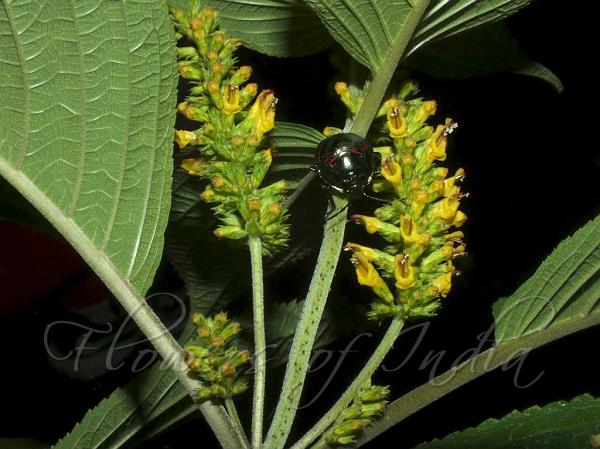 Yellow Himalayan Mint