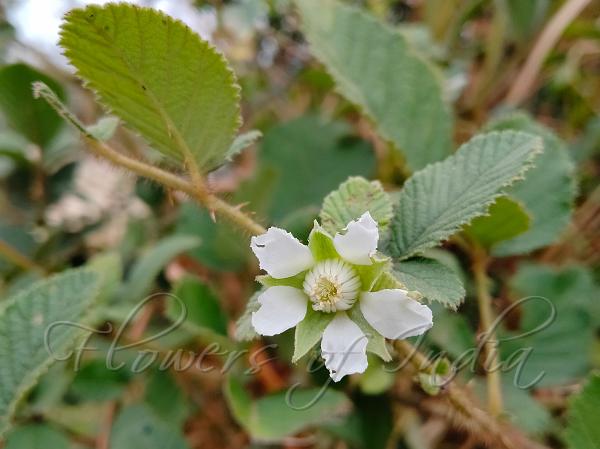 Yellow Himalayan Raspberry