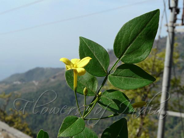Yellow Jasmine
