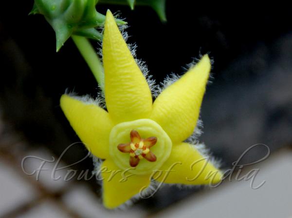 Yellow Orbea