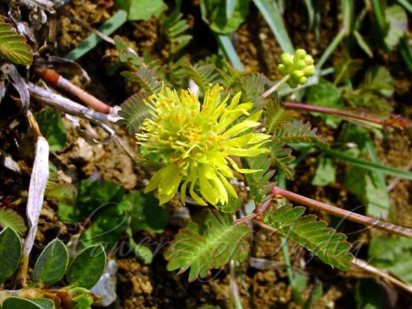 Yellow Sensitive Plant