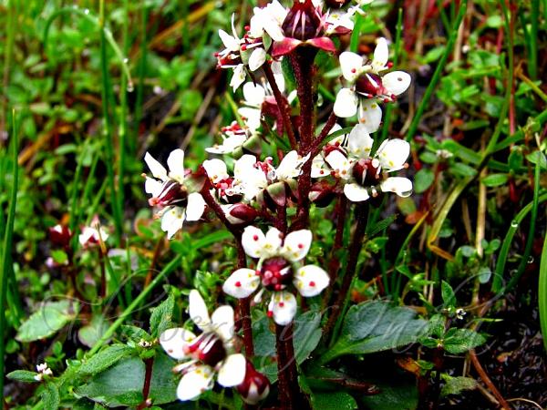 Yellow Spotted White Saxifrage