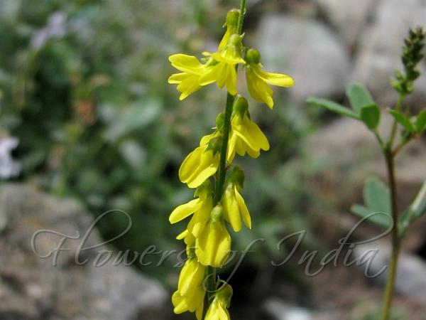 Yellow Sweet Clover