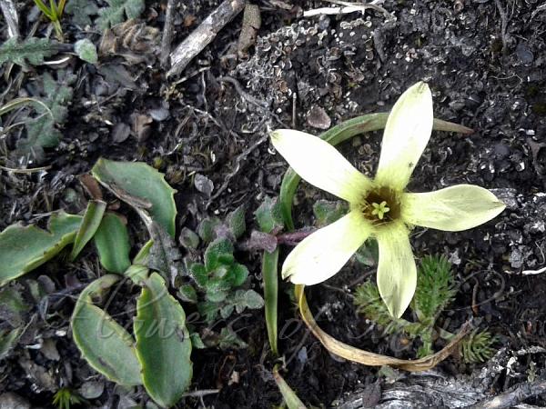 Yellow Trailing Bellflower